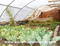Changla Alpine Huts Pangong Organic Garden